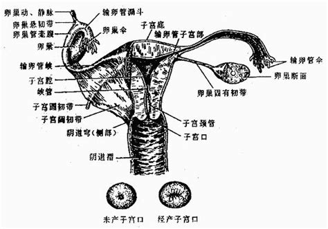 陰處|女性生殖系統